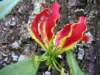 Rothschild Glory Lily